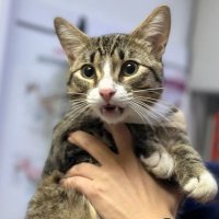 В Перми заботливый папа-кот привел к хозяевам своего маленького сына