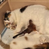 В Челябинске кошка усыновила бельчонка