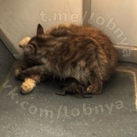 Кошка родила котят в одном из подмосковных автобусов