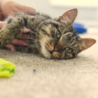 «Проверять необходимо каждую кошку»: эксперт предупредил о скрытой смертельной болезни пушистых домашних любимцев «Проверять необходимо каждую кошку»: эксперт предупредил о скрытой смертельной болезни пушистых домашних любимцев