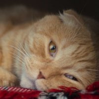 Правда ли, что у кошек бывает депрессия? Правда ли, что у кошек бывает депрессия?