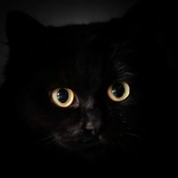 Ученые объяснили свечение кошачьих глаз в темноте Ученые объяснили свечение кошачьих глаз в темноте