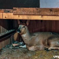 Предприниматель продал бизнес ради помощи диким животным