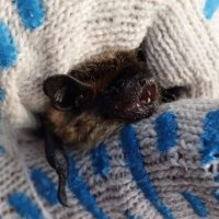 Сыктывкарский спаситель найденной в снегах замерзавшей летучей мышки рассказал, как идут дела у зверушки