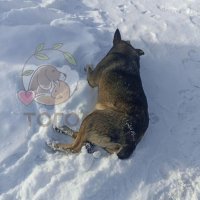 Собаке Додобоне, которую выгнали из челябинской пиццерии, нашли приют.