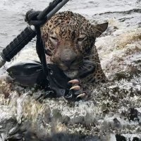 Израненный ягуар приплыл к людям за спасением