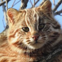 Дальневосточный кот дерзко и бесцеремонно отобрал добычу у выдры в Приморье