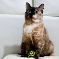 Зоопсихолог спасала кошку с необычной внешностью по кличке Наоми