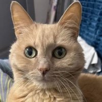 Сотрудница аэропорта временно приютила оставленного кота Барсика