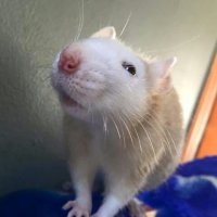 Домашних крыс нельзя содержать в одиночестве