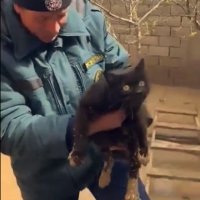 Во время расчистки дома в Дагестане из глубокой ямы спасли беременную кошку