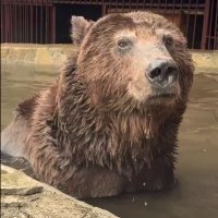 «Теперь это самый счастливый медведь на свете»: спасенный медведь Степан пришел в восторг от нового дома.