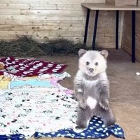 Дынька и Арбузик: Щенок помог медвежонку-сироте справиться со страхом одиночества