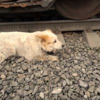 Добрые люди пришли на помощь собаке, привязанной к рельсам