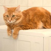 Может ли кошка выжить после стиральной машины: от чего зависит исход?