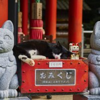 ¥2,95 трлн от кошек: как в Японии работает «котономика» и кошачий бизнес