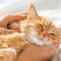 Что делает кошку по-настоящему счастливой: 5 вещей, после которых она становится ласковее и спокойнее