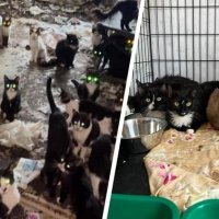 110 запертых кошек после смерти хозяйки — и ни одной службы, которая обязана их забрать. Как так вышло