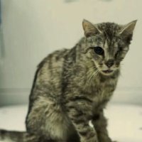 История спасения кота Томаса, которого сбили на дороге и бросили умирать