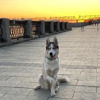 Его выкинули на мусорку в мороз: брошенный хаски с недоразвитой лапой нашел дом и научился снова доверять людям