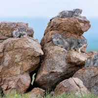 Рекордное число котят манула зафиксировали в дикой природе России