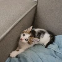 Вы точно готовы завести питомца? Эксперт назвала вопросы, которые помогут это понять