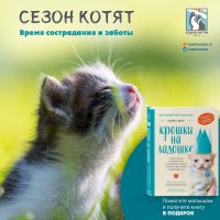 Сезон котят