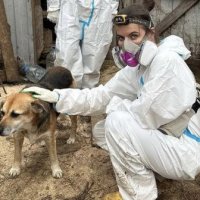 «Мы плакали от бессилия»: волонтёры спасают животных из частного приюта в Калуге «Мы плакали от бессилия»: волонтёры спасают животных из частного приюта в Калуге
