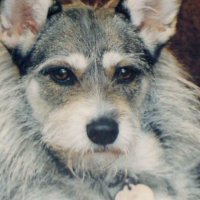 Джинни - « Почетная кошка» с золотым, собачьим сердцем!