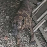 «Бросили умирать»: альпинист спас Канарского дога из заброшенного дома в Минеральных Водах